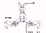 NbNƊg}܂B